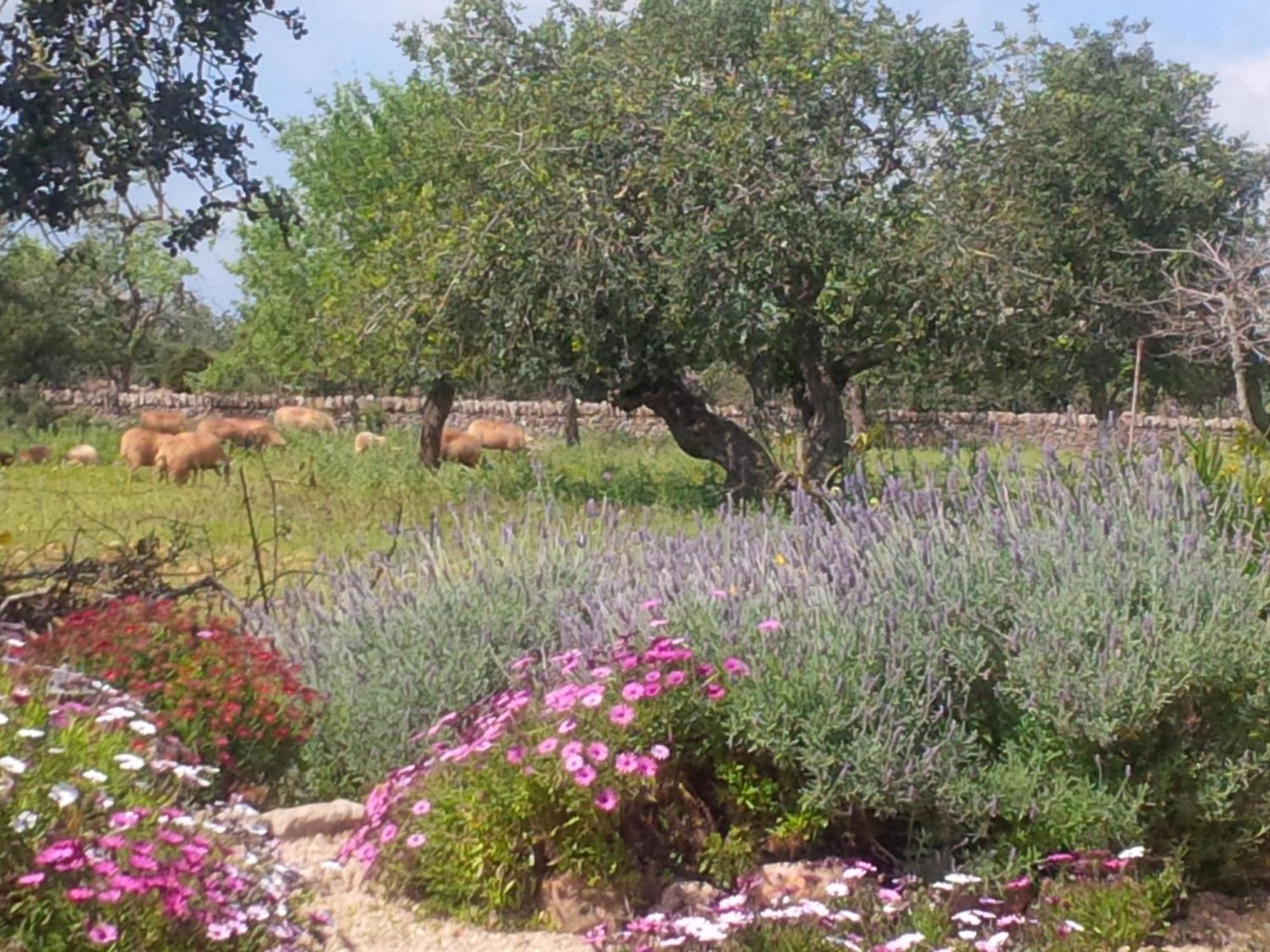 Finca Son Marimon (Adults Only) Santanyí Exteriér fotografie