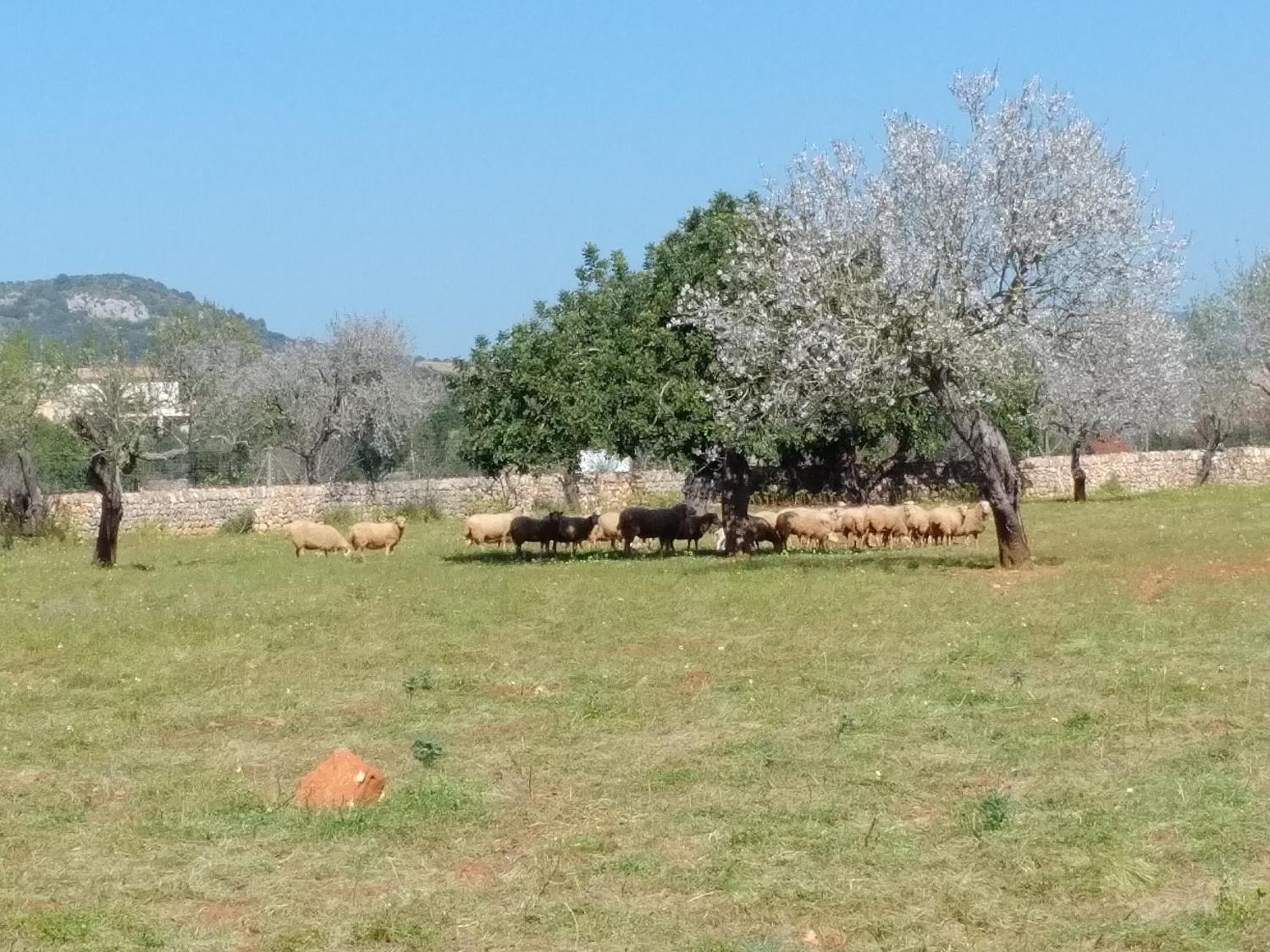 Finca Son Marimon (Adults Only) Santanyí Exteriér fotografie