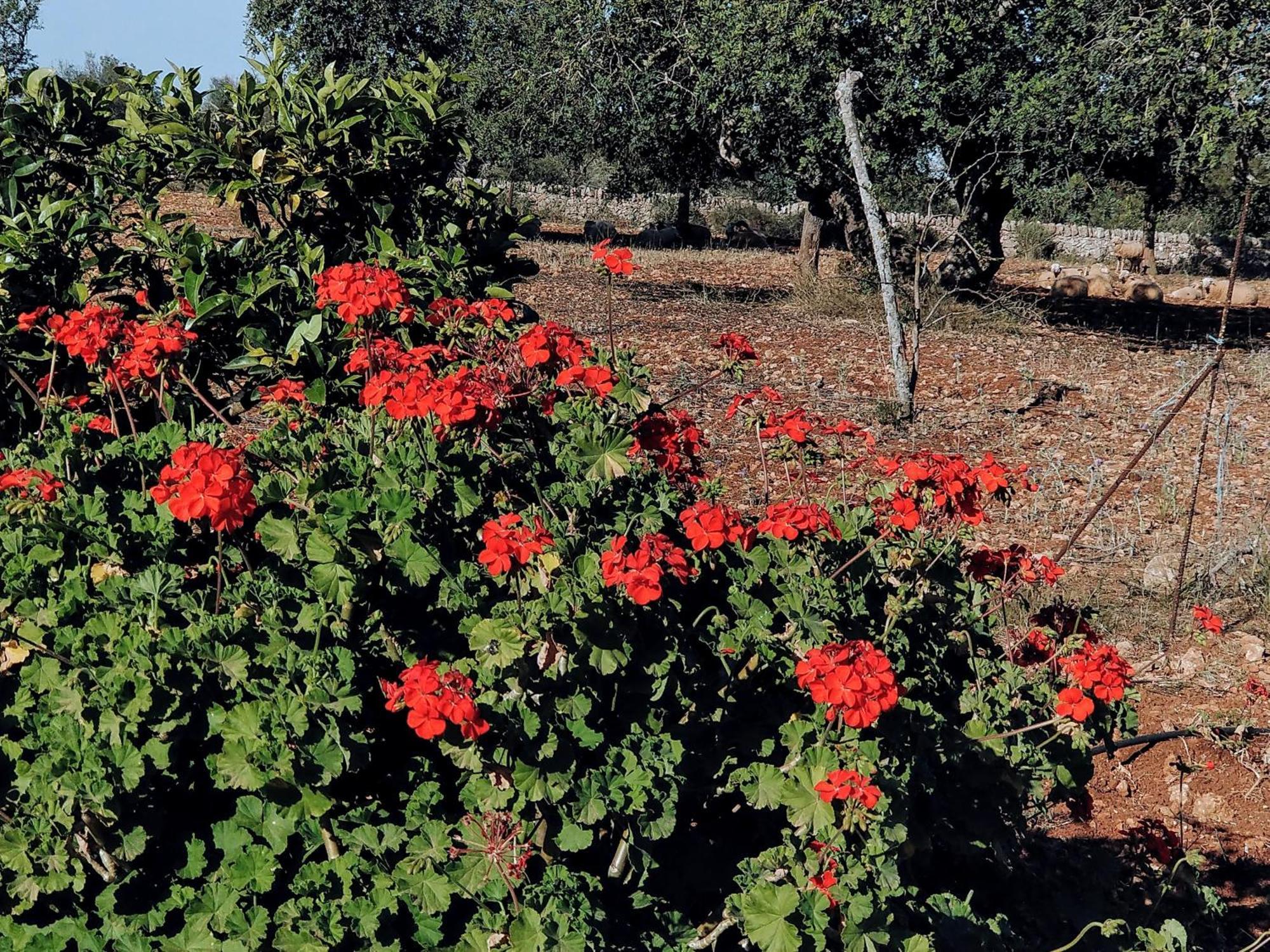 Finca Son Marimon (Adults Only) Santanyí Exteriér fotografie